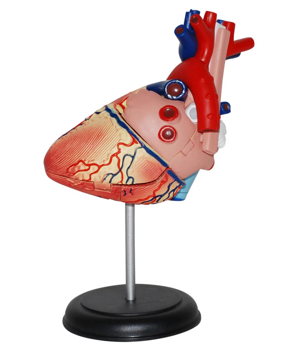 4D HUMAN ANATOMY: HEART Model, STEM Science Project Kit, Detachable Parts, Highly Detailed Finish, Age 8+