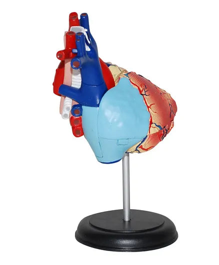 4D HUMAN ANATOMY: HEART Model, STEM Science Project Kit, Detachable Parts, Highly Detailed Finish, Age 8+