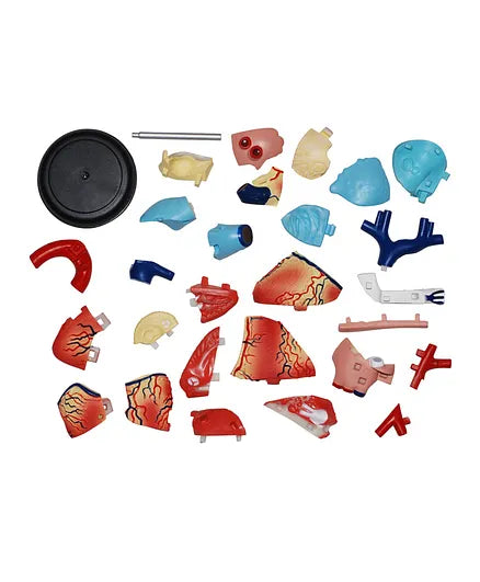 4D HUMAN ANATOMY: HEART Model, STEM Science Project Kit, Detachable Parts, Highly Detailed Finish, Age 8+