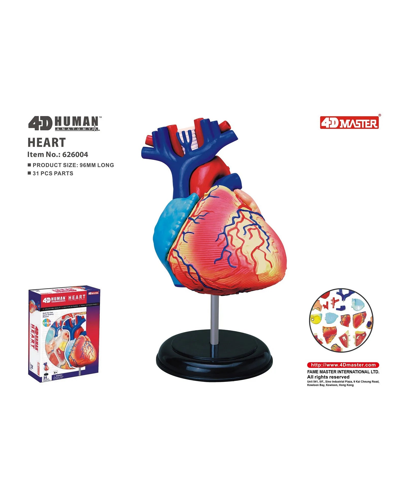 4D HUMAN ANATOMY: HEART Model, STEM Science Project Kit, Detachable Parts, Highly Detailed Finish, Age 8+