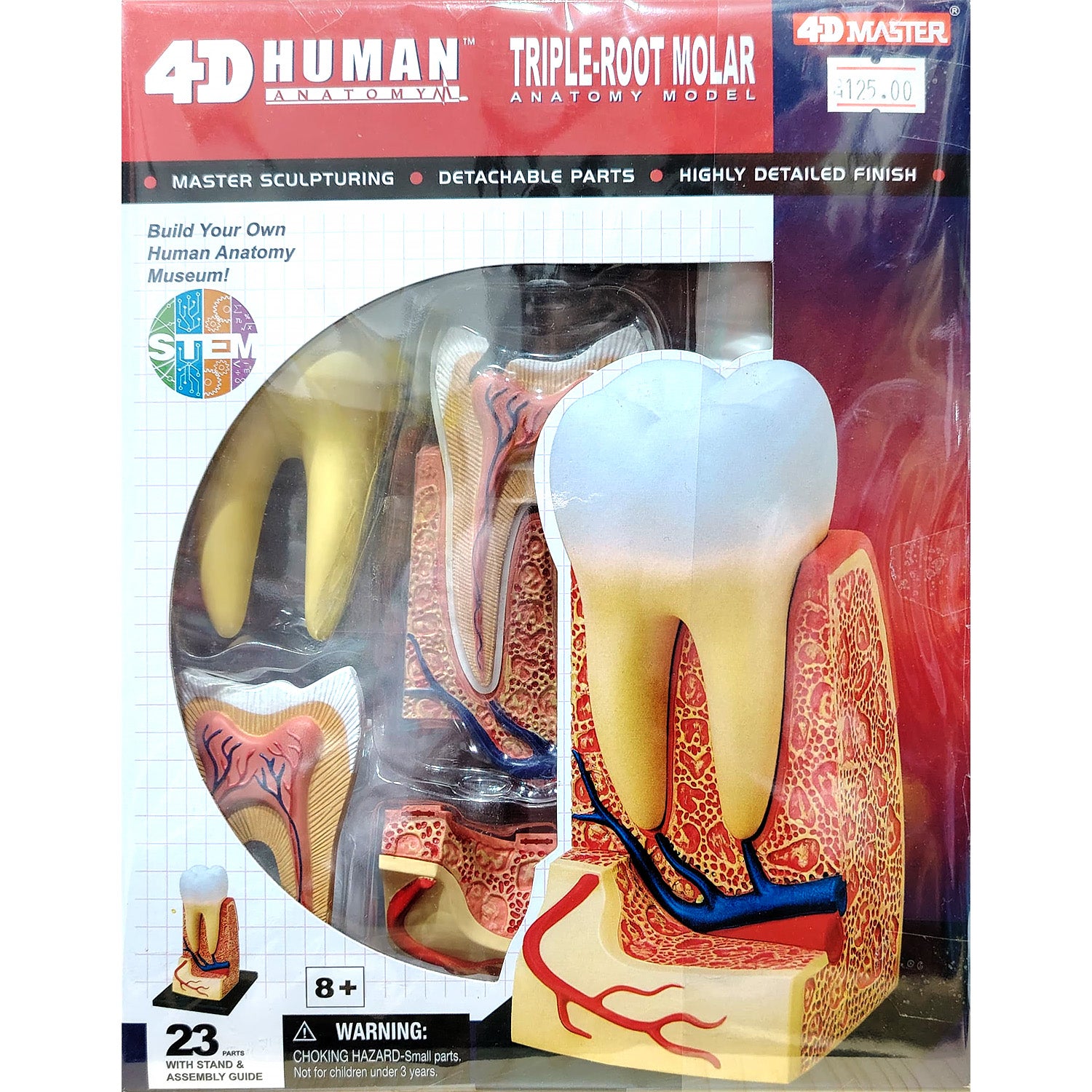 4D HUMAN ANATOMY: TRIPPLE ROOT MOLAR Model, STEM Science Project Kit, Detachable Parts, Highly Detailed Finish, Age 8+