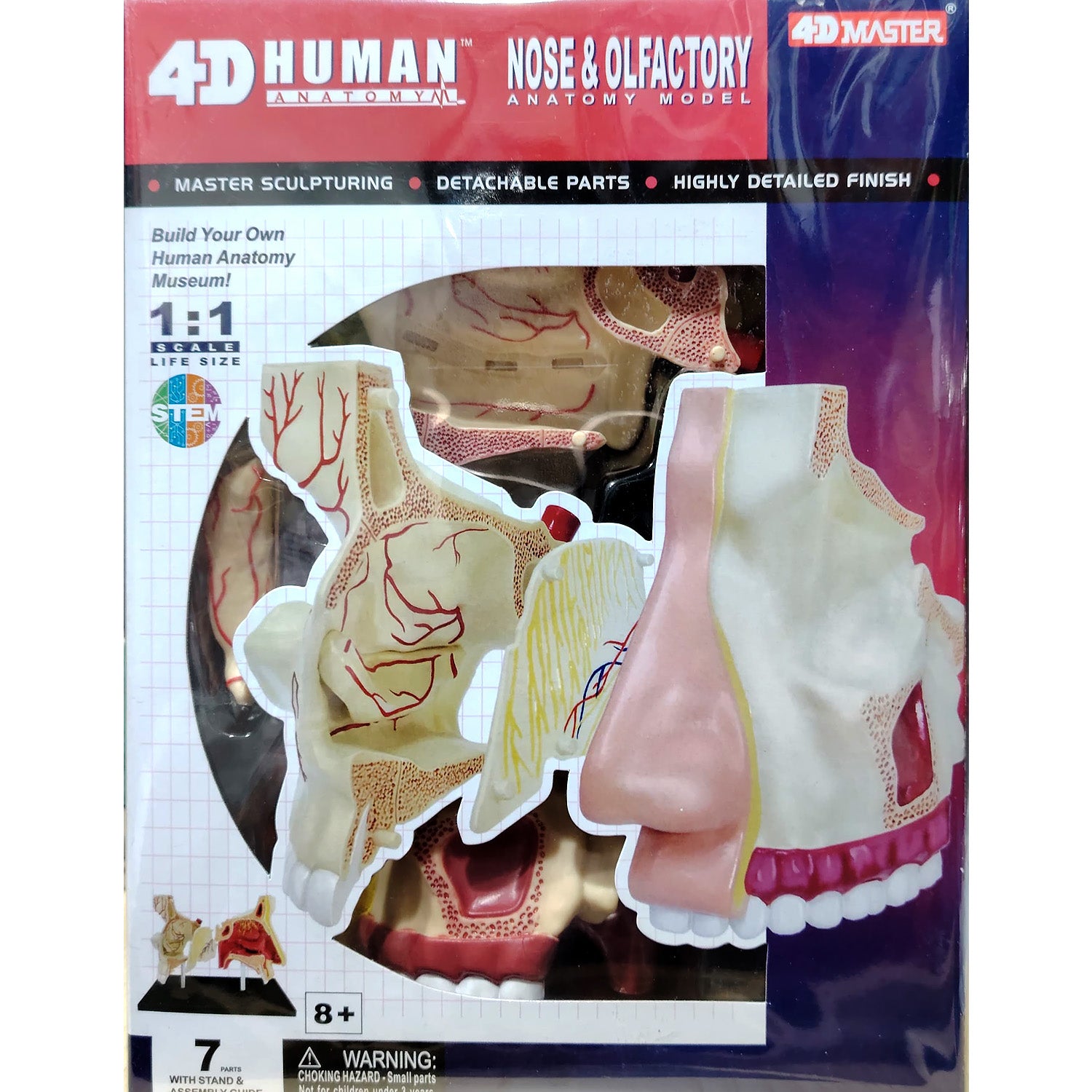 4D HUMAN ANATOMY: NOSE & OLFACTORY Model, STEM Science Project Kit, Detachable Parts, Highly Detailed Finish, Age 8+