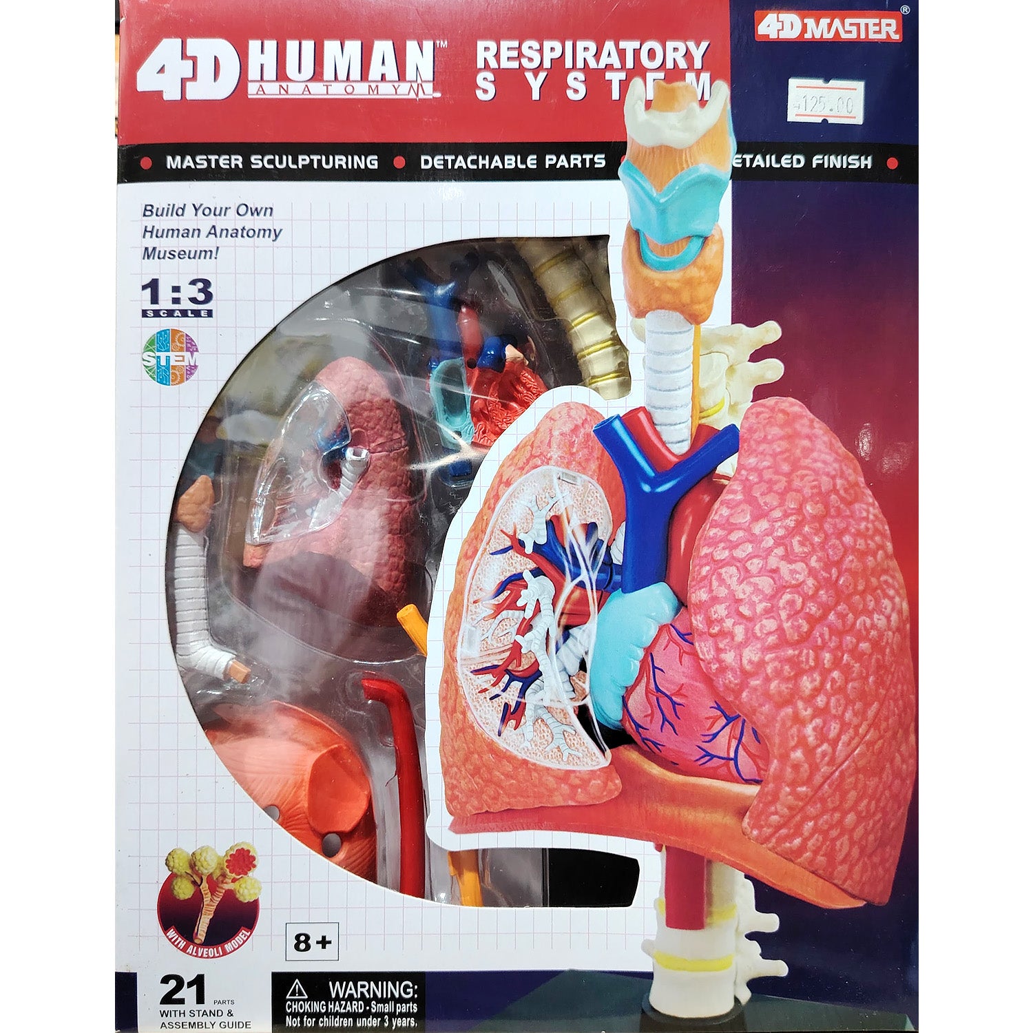 4D HUMAN ANATOMY: RESPIRATORY SYSTEM Model, STEM Science Project Kit, Detachable Parts, Highly Detailed Finish, Age 8+