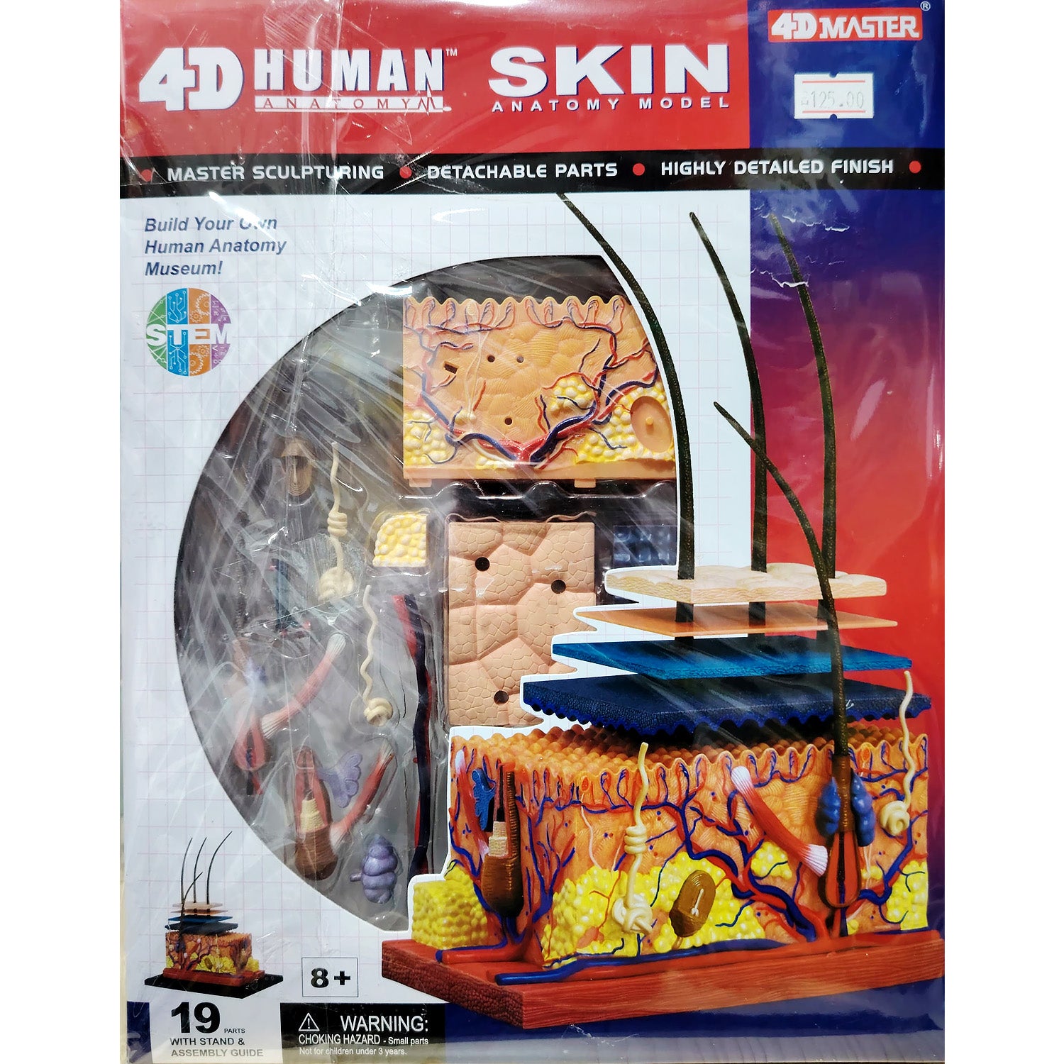 4D HUMAN ANATOMY: SKIN SECTION Model, STEM Science Project Kit, Detachable Parts, Highly Detailed Finish, Age 8+